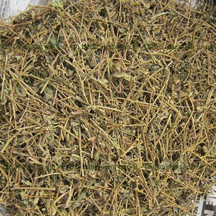 Cà gai leo khô 1kg.