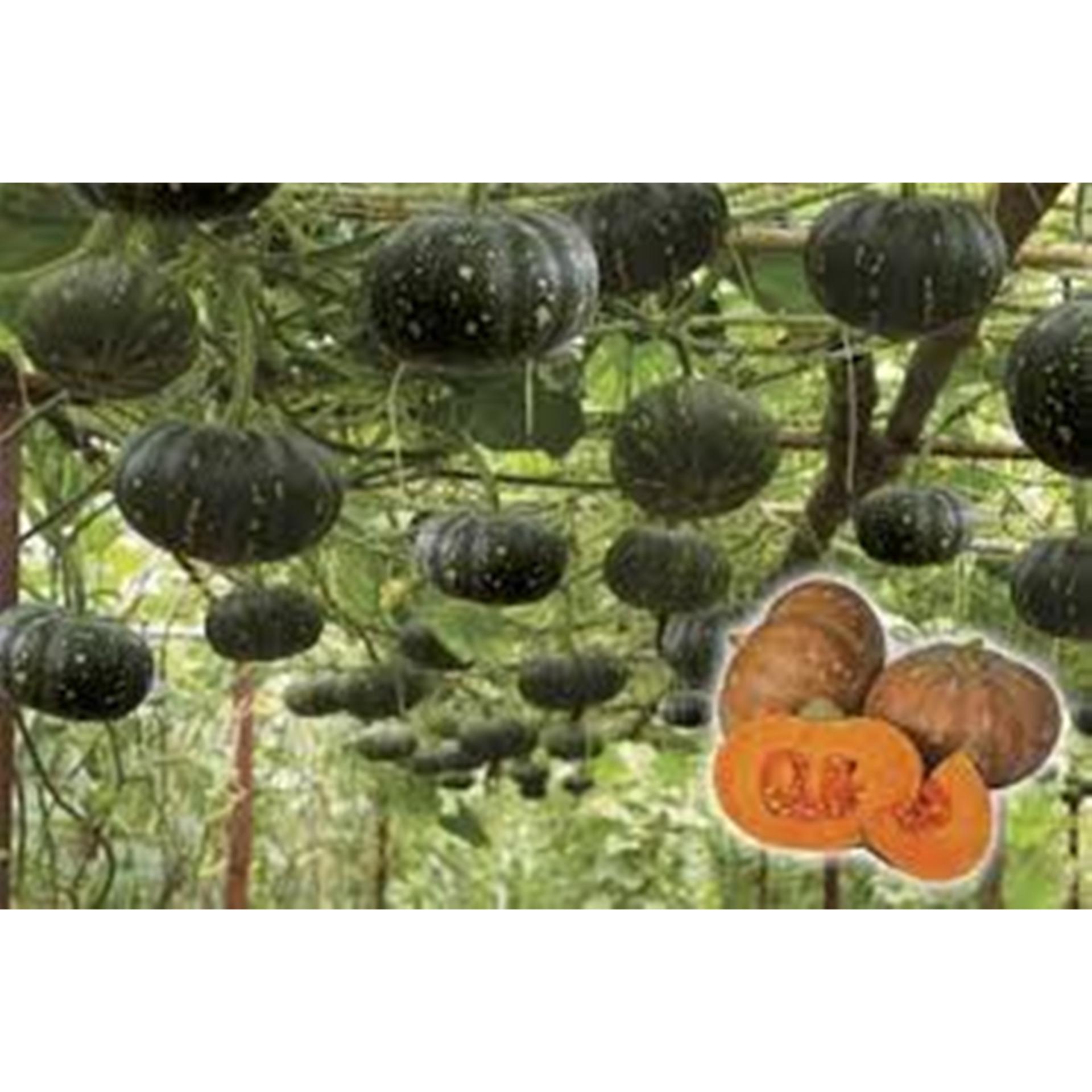 Hạt giống Bí đỏ lai quả tròn to