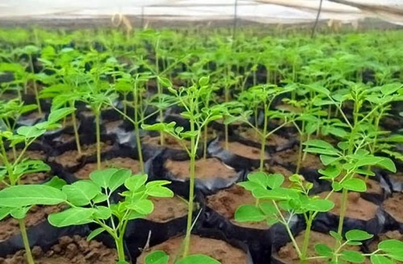 Hạt cây chùm ngây - gói 10 hạt