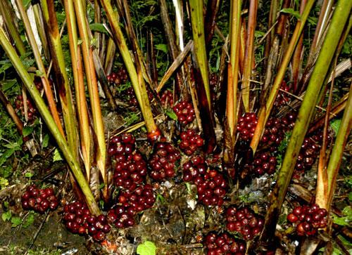 Thảo quả rừng 500g khô