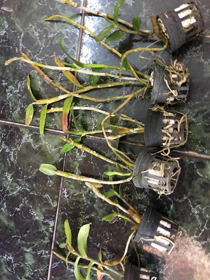 Phi điệp tím nhân kie nhiều vùng miền