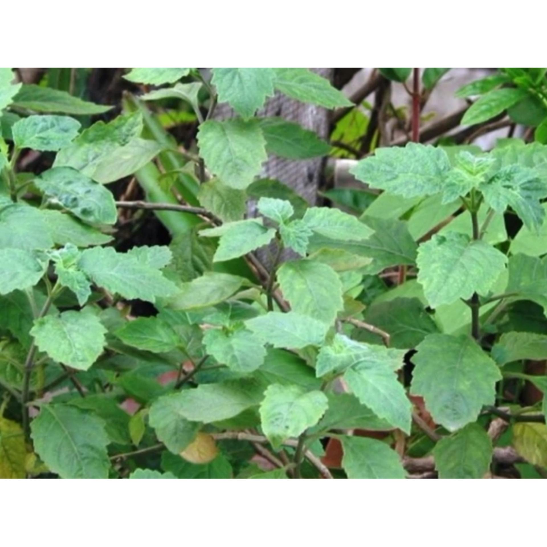 HẠT GIỐNG HOA HOẮC HƯƠNG