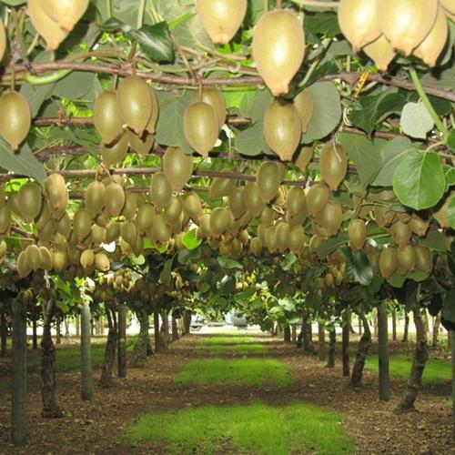Hạt Giống Kiwi Loại Dễ Trồng. Túi 30 Hạt