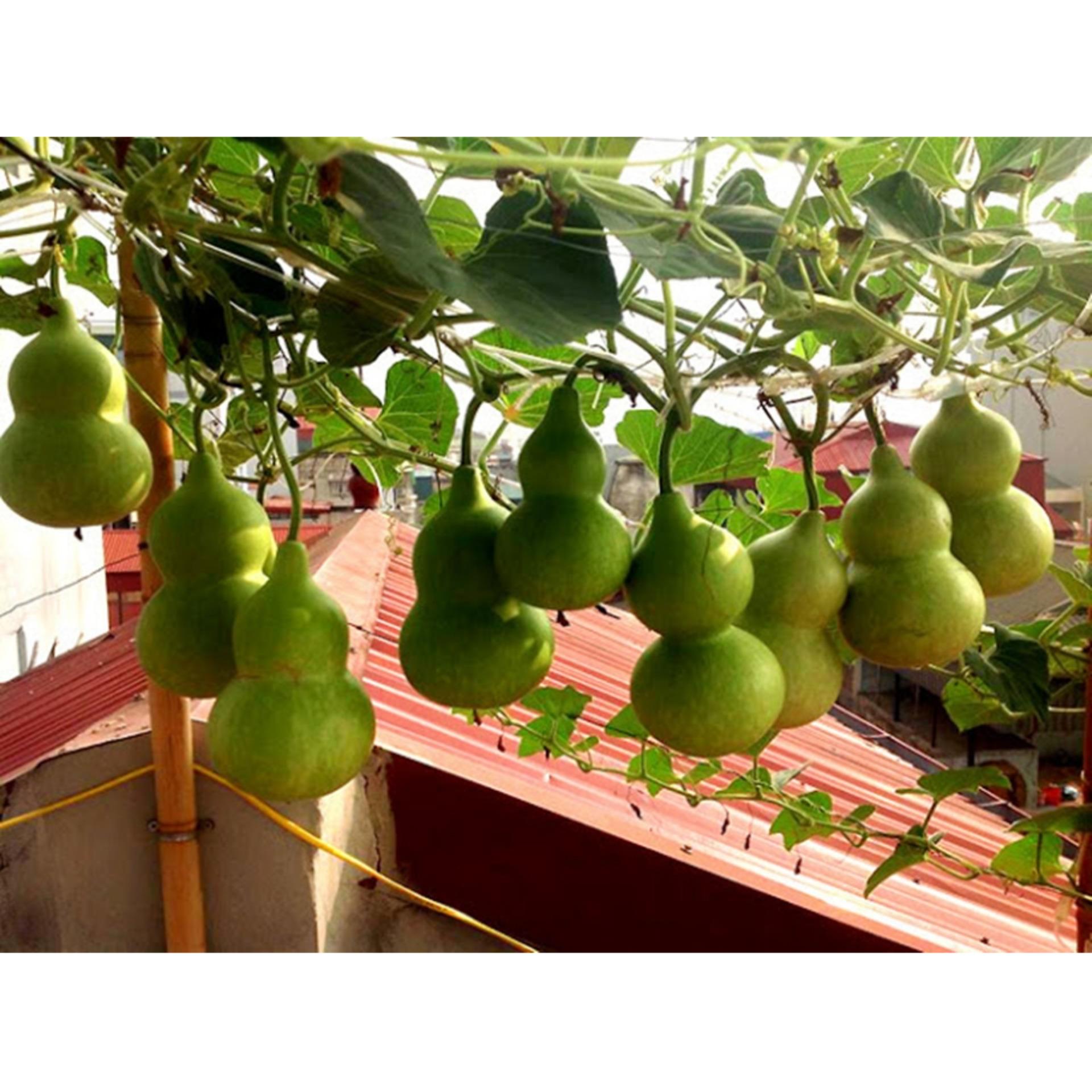 Hạt giống BẦU HỒ LÔ CAO SẢN