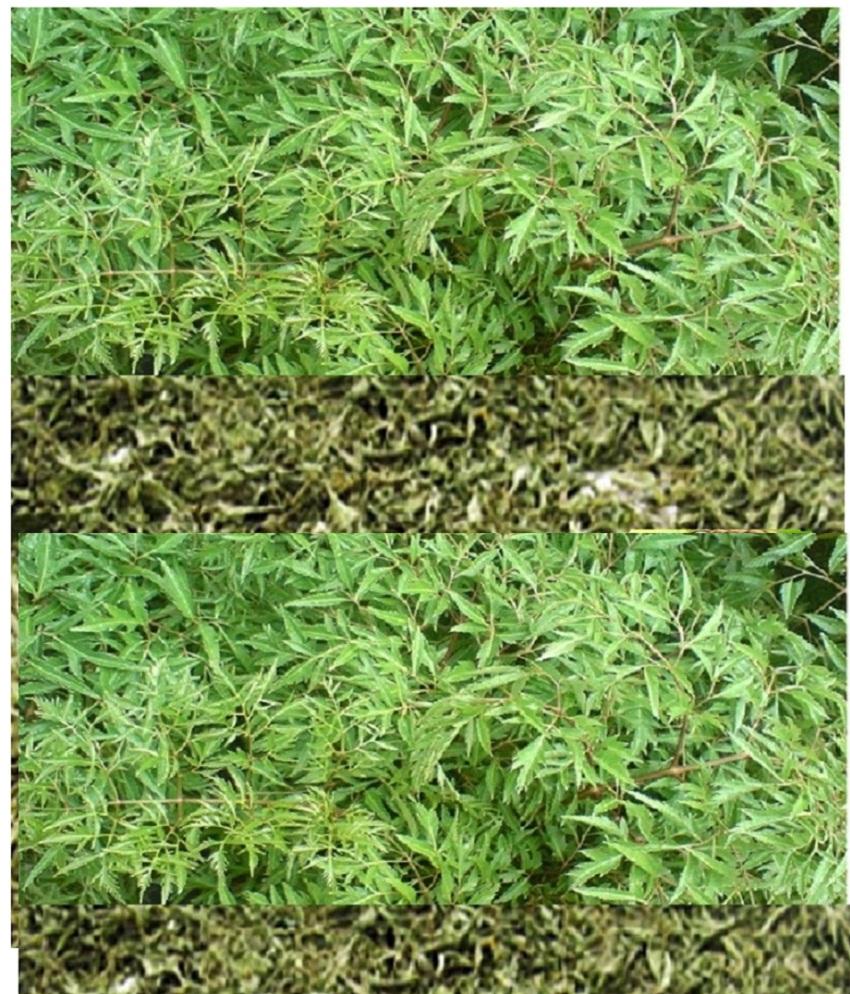 Trà Lá Đinh Lăng - Thảo lộc - Túi 200g