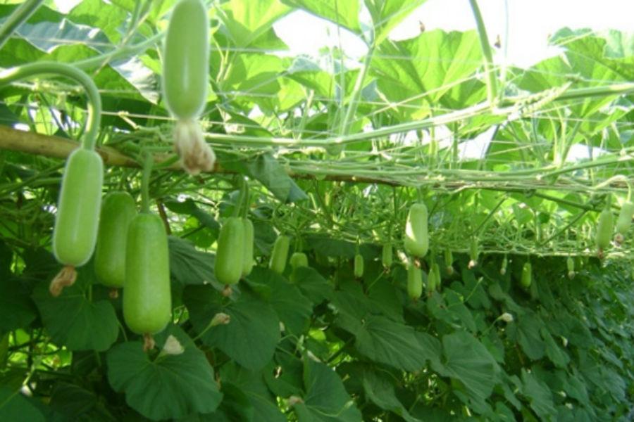 Hạt giống cây bầu sao quả ngắn