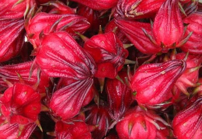 Hạt cây Atiso đỏ  cây bụp giấm- gói 2gr -50 hạt - Red Atiso