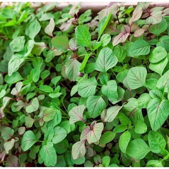 [HCM]Hạt giống dền 3 màu - PhuNongSeeds