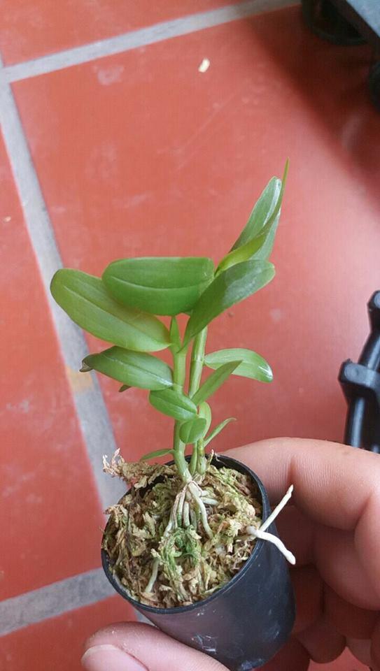 Phi điệp 5ct Hải dương hàng gieo hạt