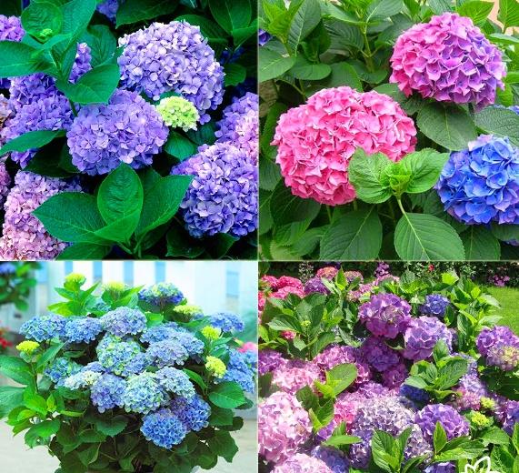 Hạt giống hoa Cẩm tú cầu