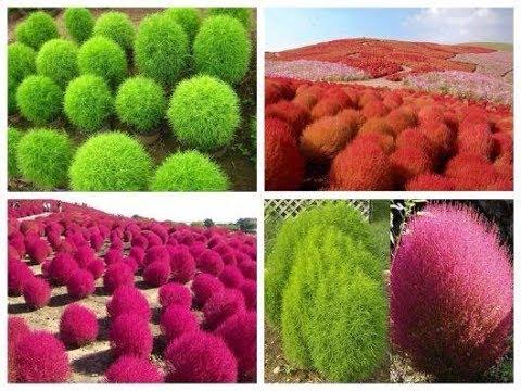 Hạt giống hoa Cỏ đổi màu