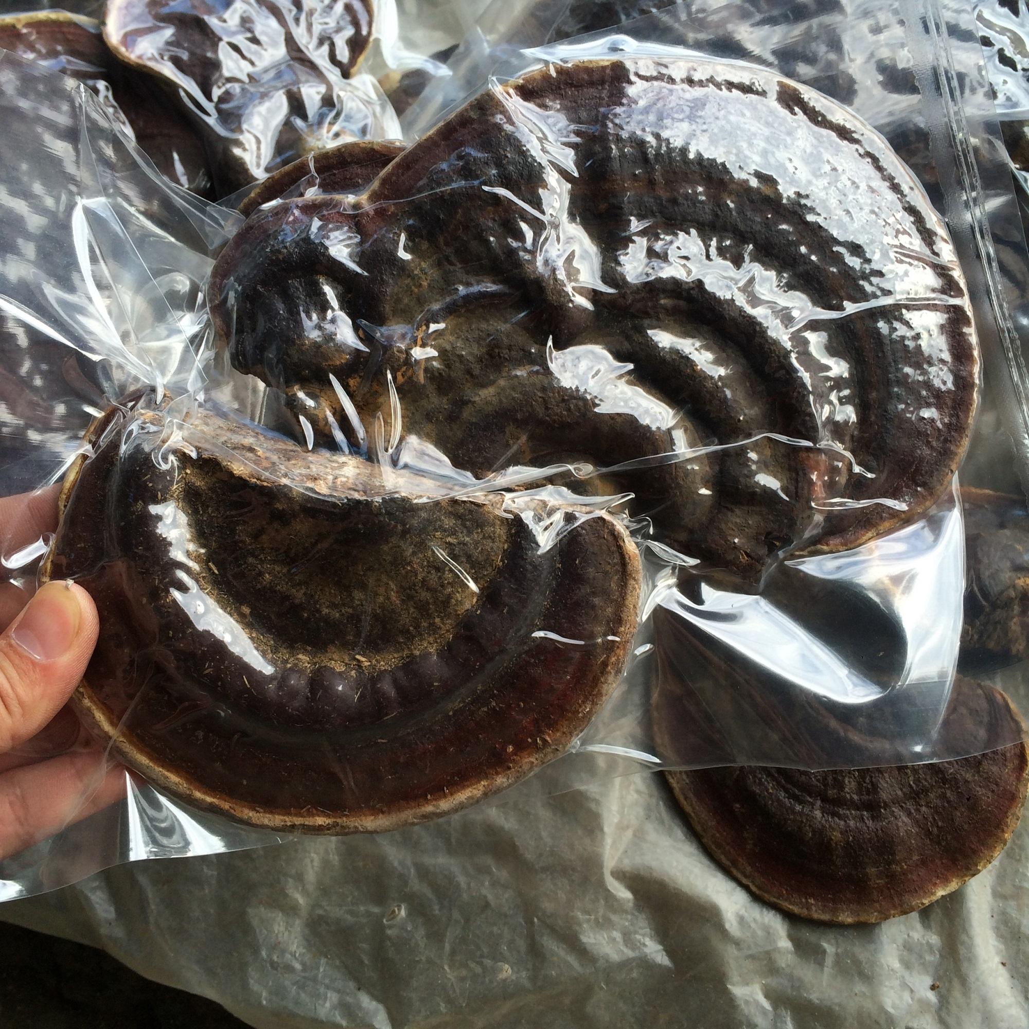 Nấm Linh chi rừng 500g khô