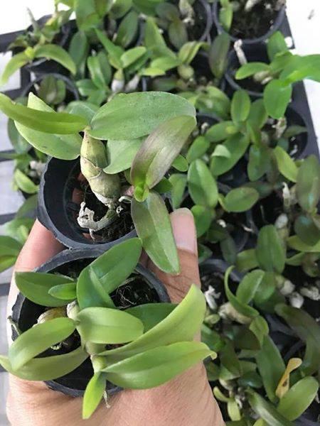 Trầm Mai Huyết Tử Giống Trầm Siêu Tím