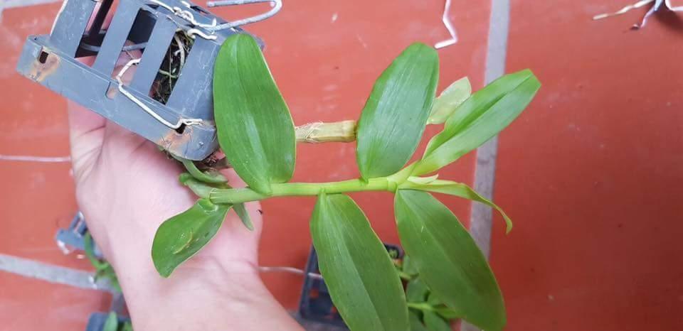Phi Điệp trắng hàng đột biến