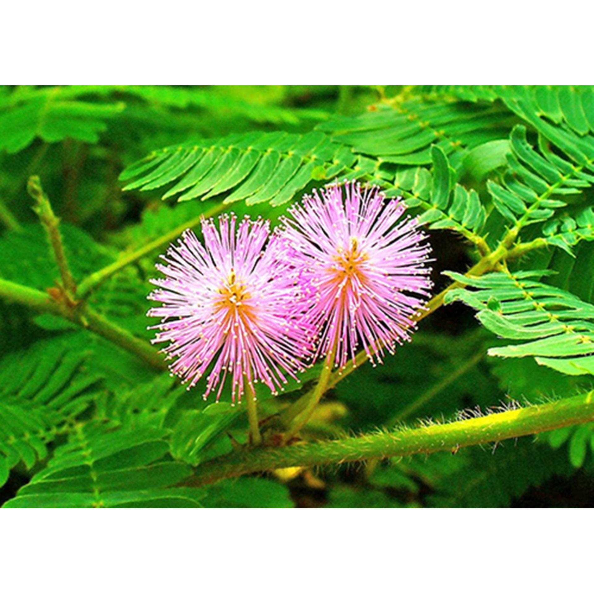 Hạt giống hoa Cỏ Trinh Nữ  