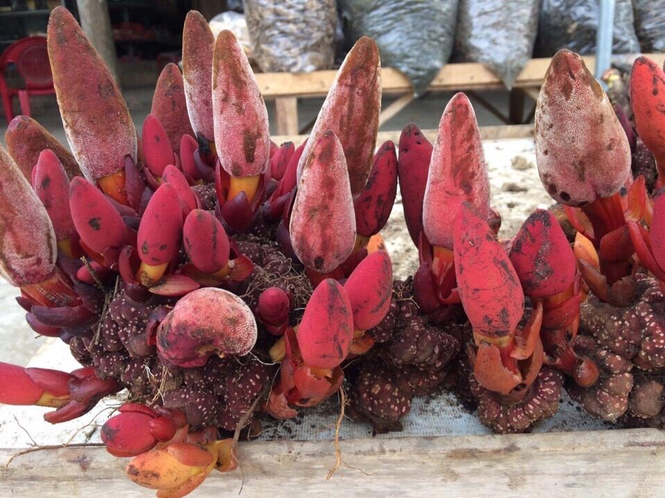 Nấm ngọc cẩu rừng Hà Giang 1kg