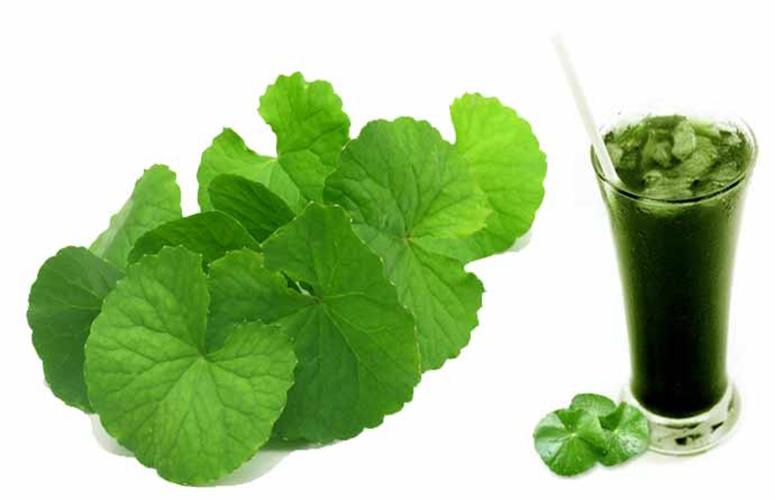 [HCM]Hạt giống RAU MÁ  PN 58  -KLT 1GRAM .