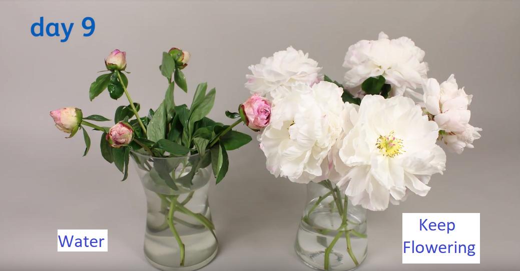 Nước cắm hoa lâu tàn KEEP FLOWERING 1000ml