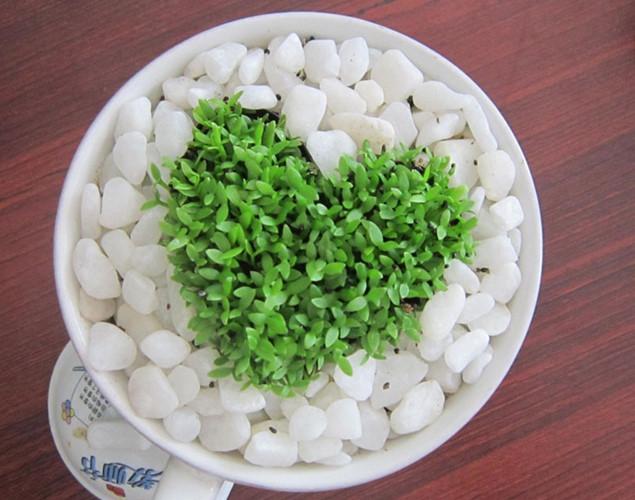 Hạt giống Cỏ may mắn (gói 100 hạt)