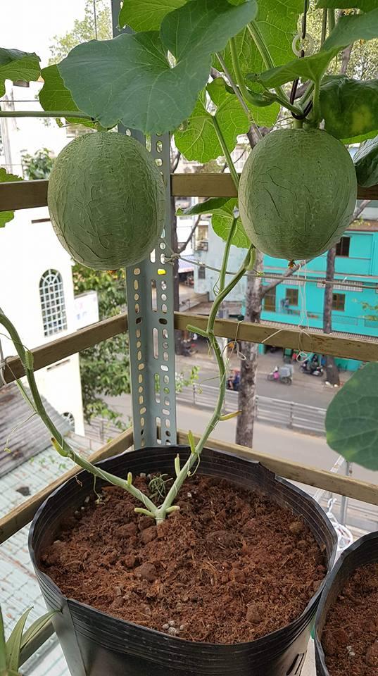 Green Melon Seeds (Pack of 100 Seeds)