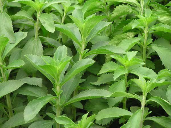 [Lấy mã giảm thêm 30%] Hạt giống Cỏ ngọt (gói 01g)