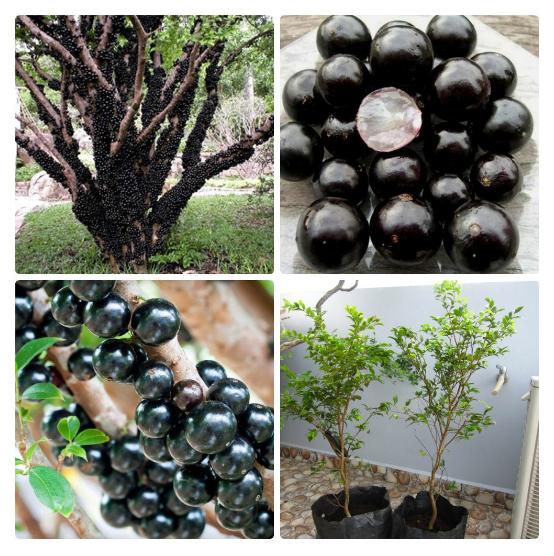 Hạt giống Nho thân gỗ