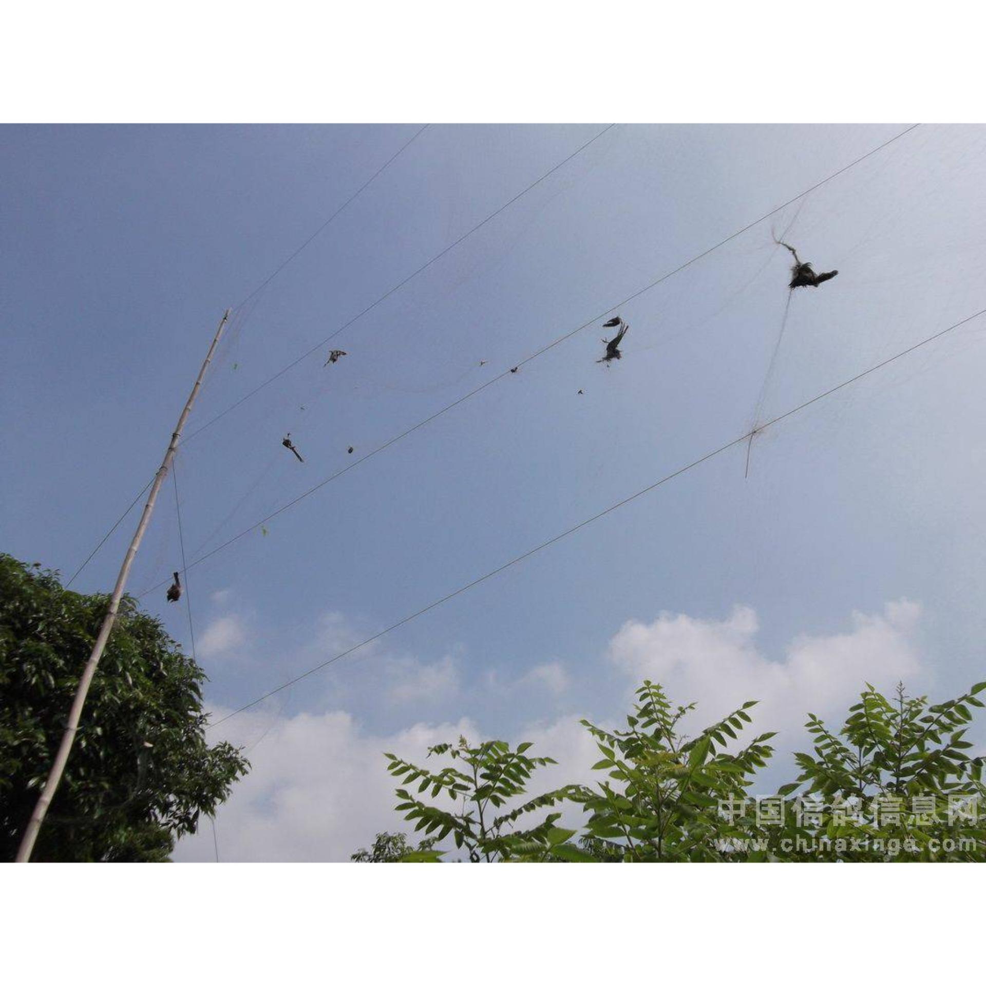 Lưới bẫy chim thái lan 50m cao 5m