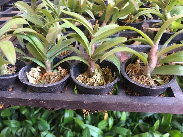 Phi điệp tím HÒA BÌNH