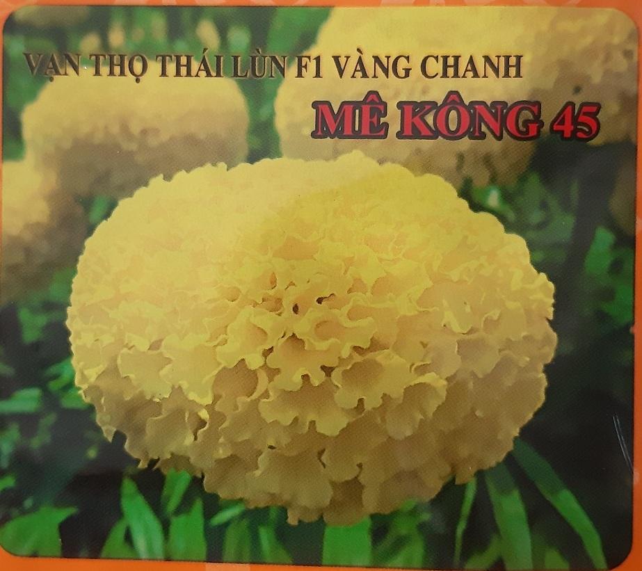 Hạt giống vạn thọ thái lùn vàng chanh