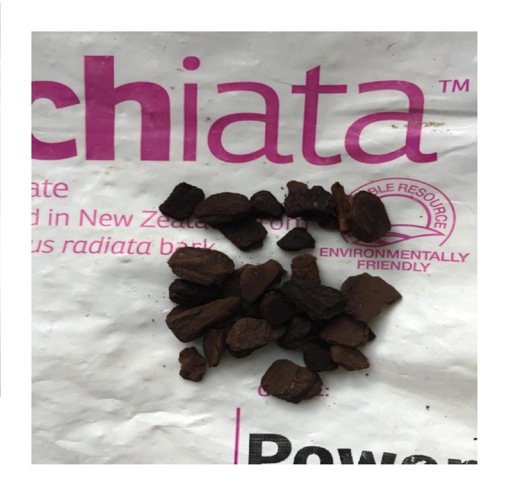 Vỏ Thông Orchiata size 6mm đến 9mm 1kg