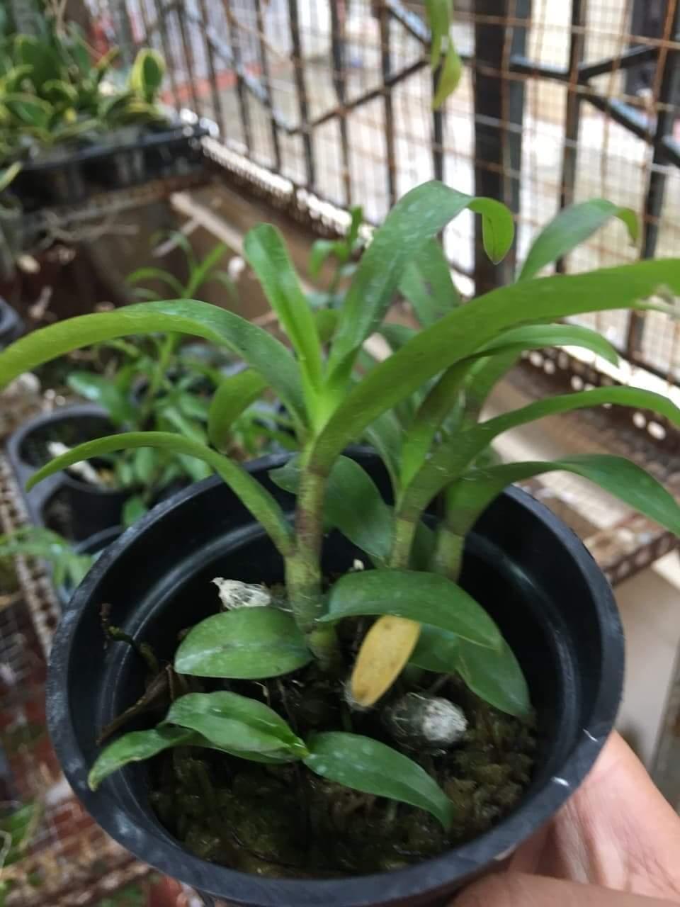 TRẦM ĐỘT BIẾN 6 MẮT