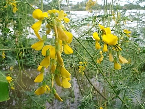 [HCM]HẠT GIỐNG HOA ĐIÊN ĐIỂN _ GÓI 2 GRAM .