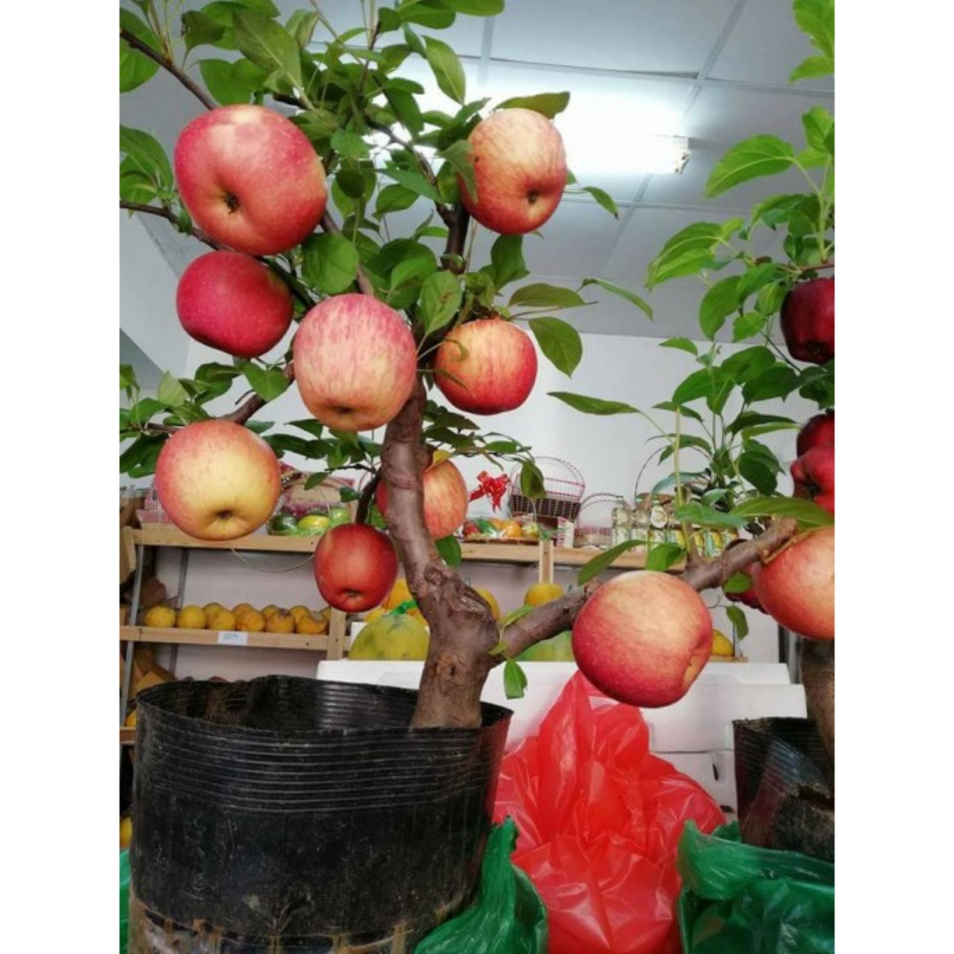 Hạt giống táo đỏ lùn