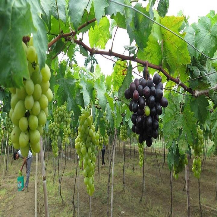 TOUR ĐẢO BÌNH BA VƯƠNG QUỐC TÔM HÙM 2N2D