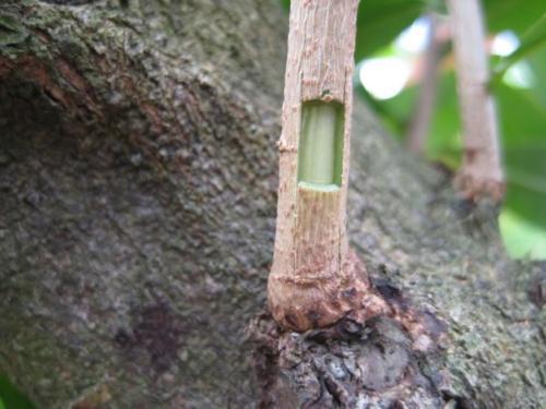 Keo liền sẹo cho cây - mỹ tiến