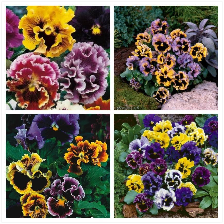 Hạt giống hoa Bướm Pansy cánh Kép nhiều màu (Pansy Mix) 50 hạt