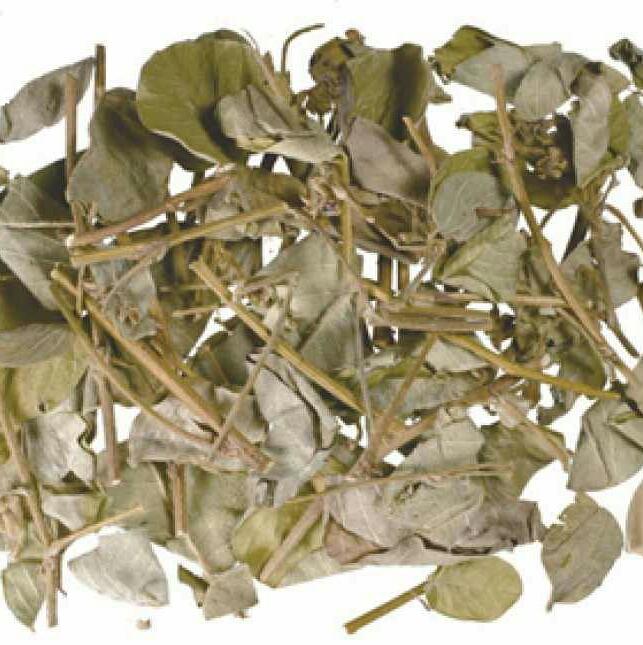 Kim tiền thảo 1kg.