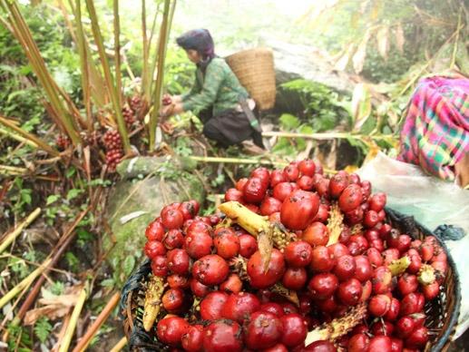 Thảo quả rừng 500g khô
