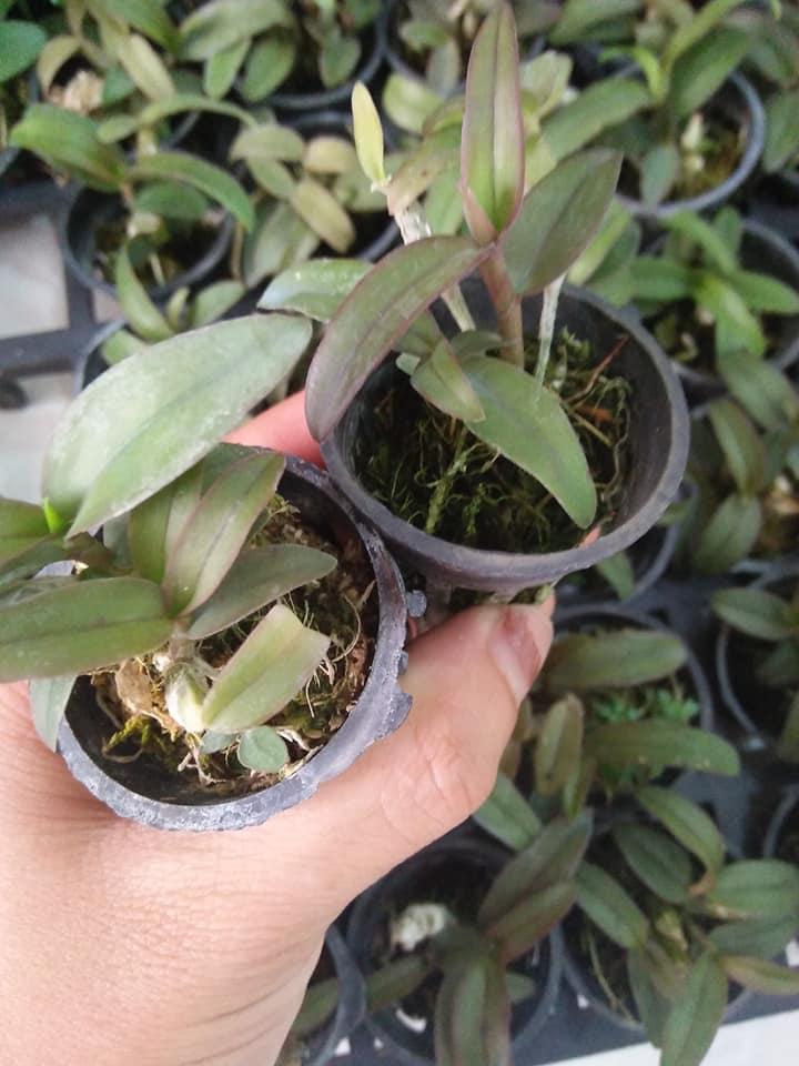 Lan Dã Hạc Di linh Giống
