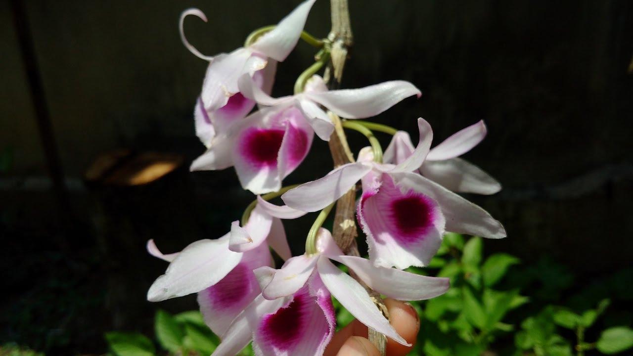 Lan giống Phi điệp hòa bình