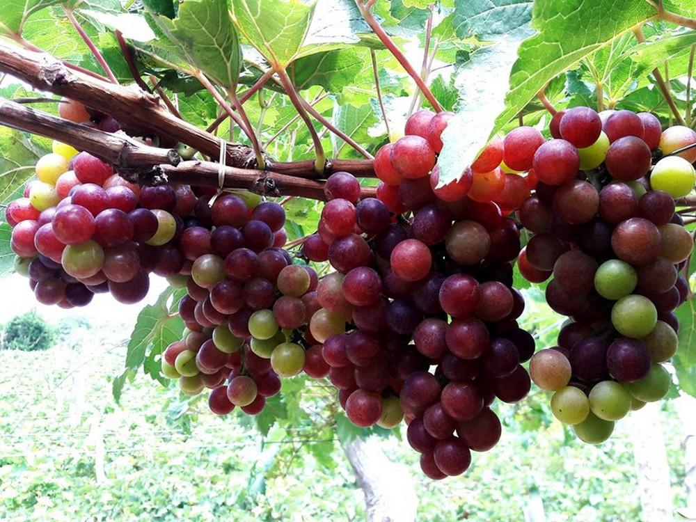 Gói 10 Hạt giống Nho pháp (tặng gói kích nẩy mầm và hướng dẫn)
