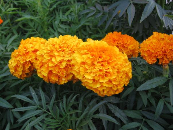 Hạt giống hoa Cúc vạn thọ mỹ