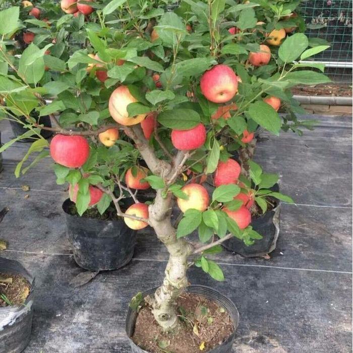Bộ 2 gói hạt giống táo đỏ lùn (15 hạt/gói)
