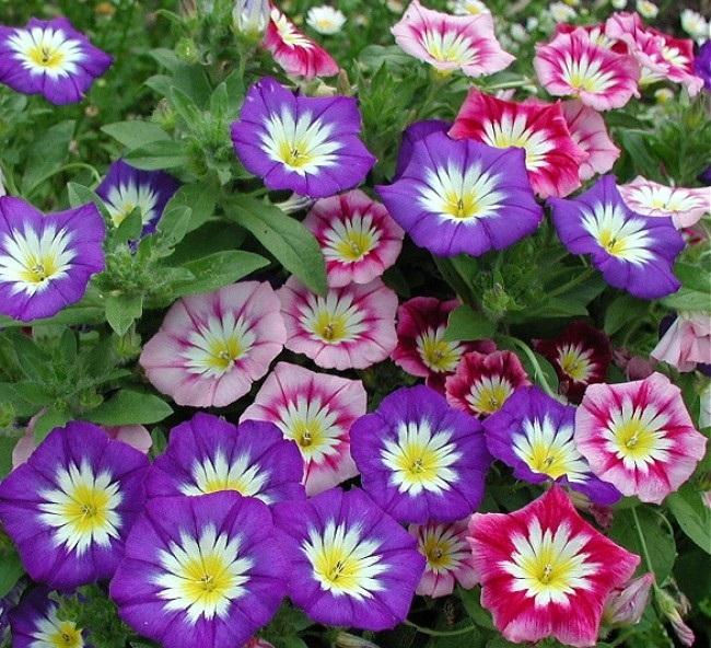 Hạt giống hoa Bìm bìm Mix