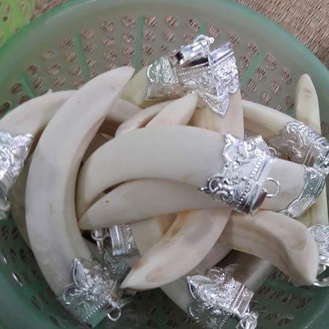 Mặt dây chuyền nam.Nanh heo rừng