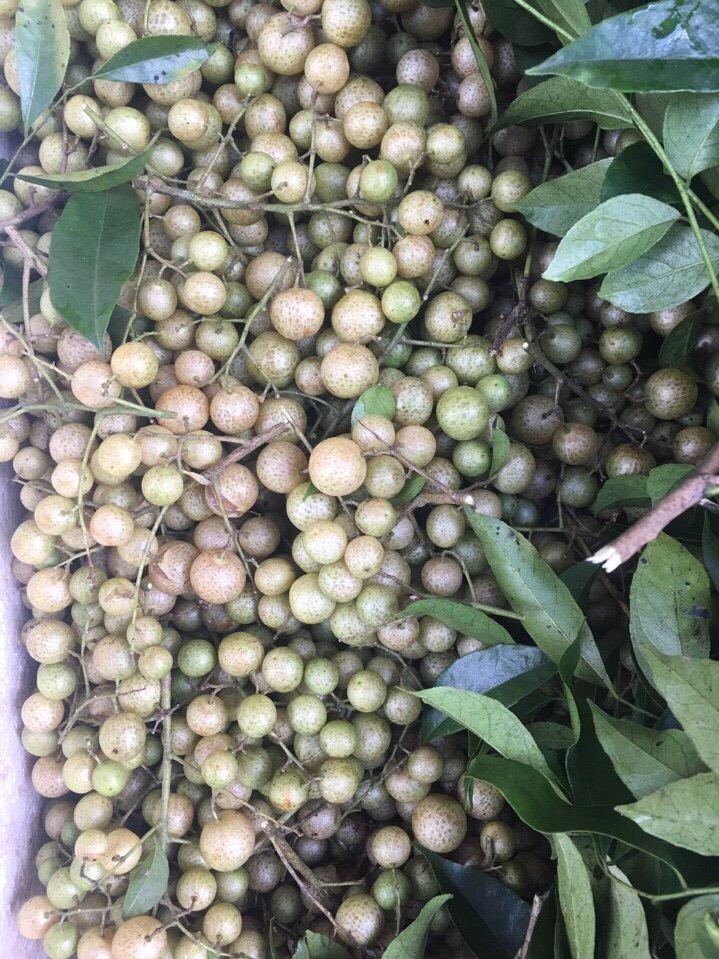 Quả mắc mật rừng Tây bắc 500g khô