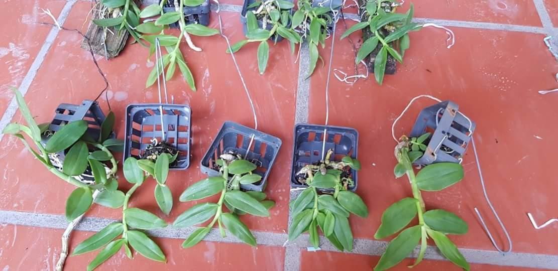 Phi Điệp trắng hàng đột biến