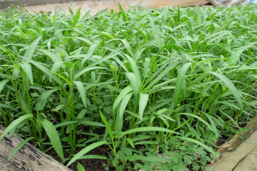 Hạt giống rau muống lá tre, gói 100gr