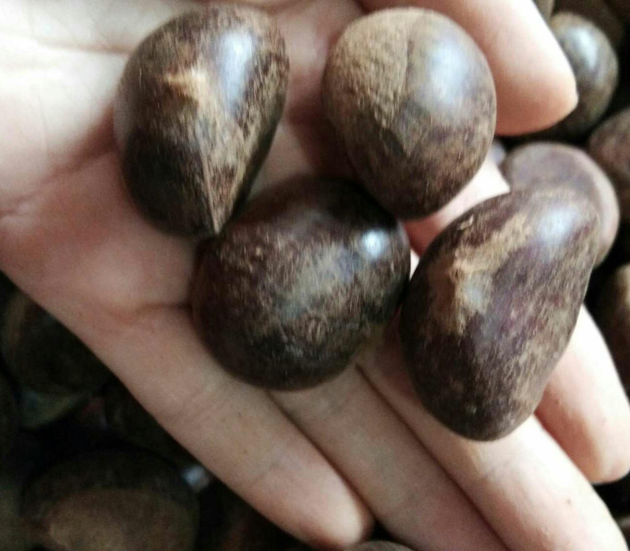 1kg hạt dẻ sống