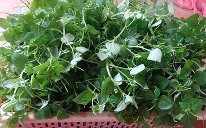 Hạt giống Rau Càng cua (0.5g)